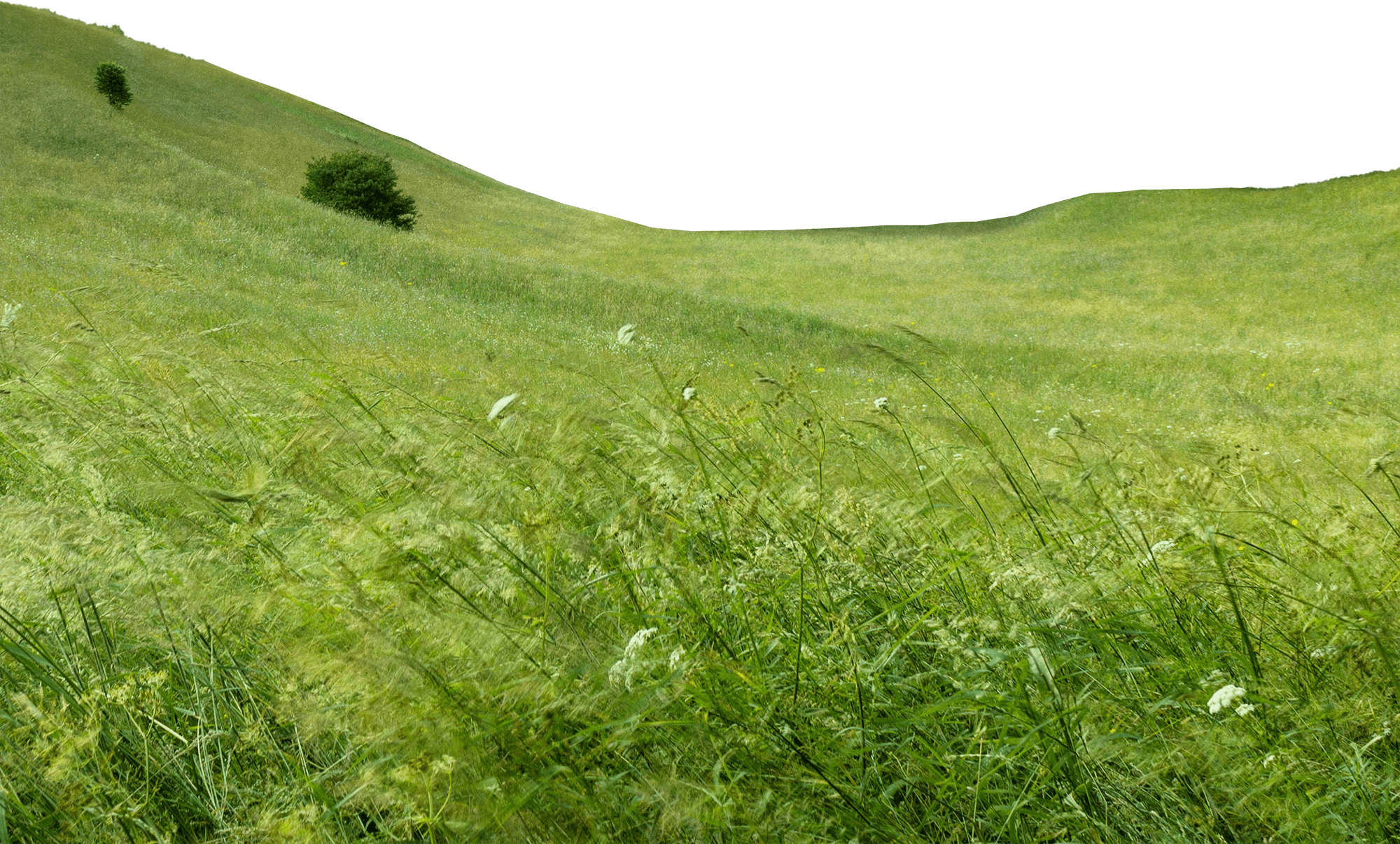 Green grassy field